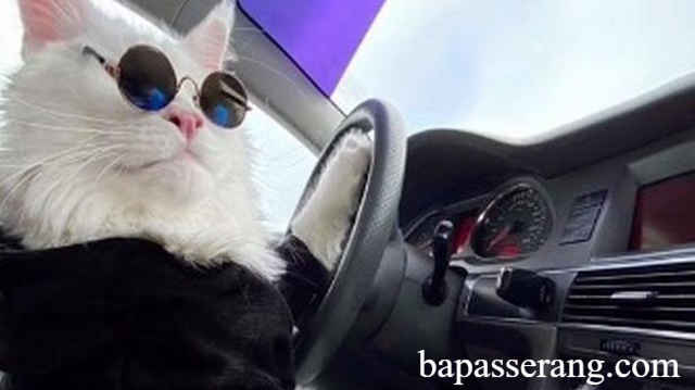 Kucing Jadi Kondektur Bus di China
